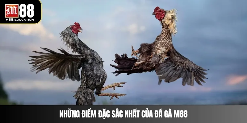 Đá Gà M88 1 Những điểm đặc sắc nhất  của đá gà M88