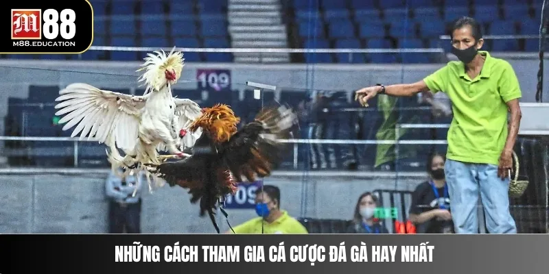 Đá Gà M88 2 Những cách tham gia cá cược đá gà hay nhất