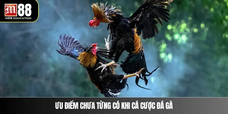 Đá Gà M88 3 Ưu điểm chưa từng có khi cá cược đá gà