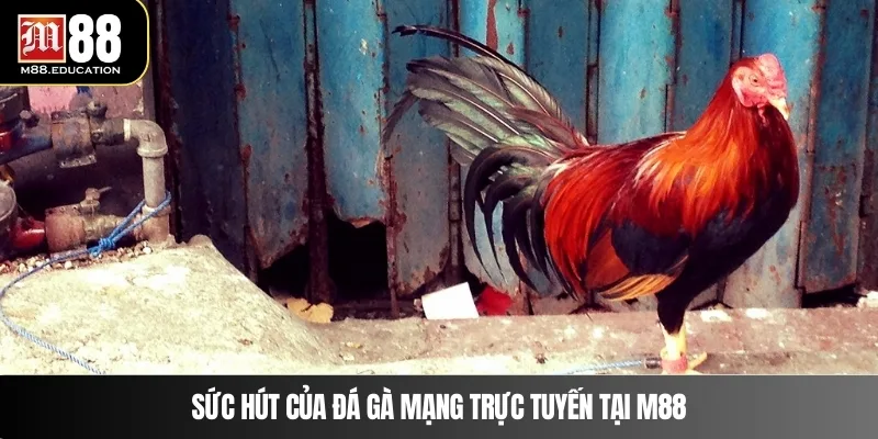 Đá Gà Mạng Trực Tuyến – Trải Nghiệm Đỉnh Cao Cùng M88 2 Sức hút của đá gà mạng trực tuyến tại M88