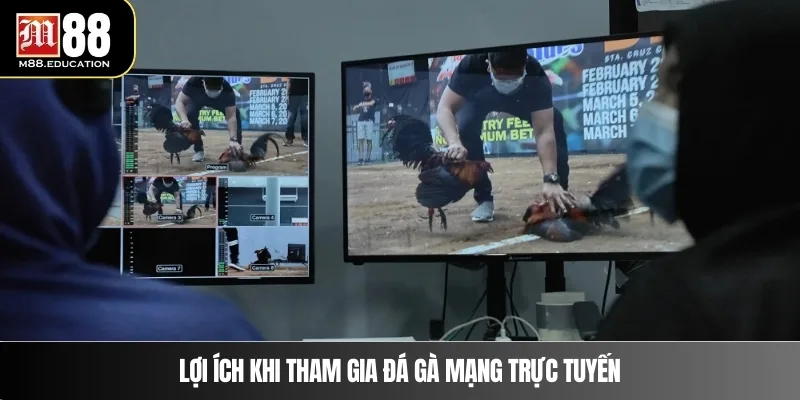Đá Gà Mạng Trực Tuyến – Trải Nghiệm Đỉnh Cao Cùng M88 3 Lợi ích khi tham gia đá gà mạng trực tuyến