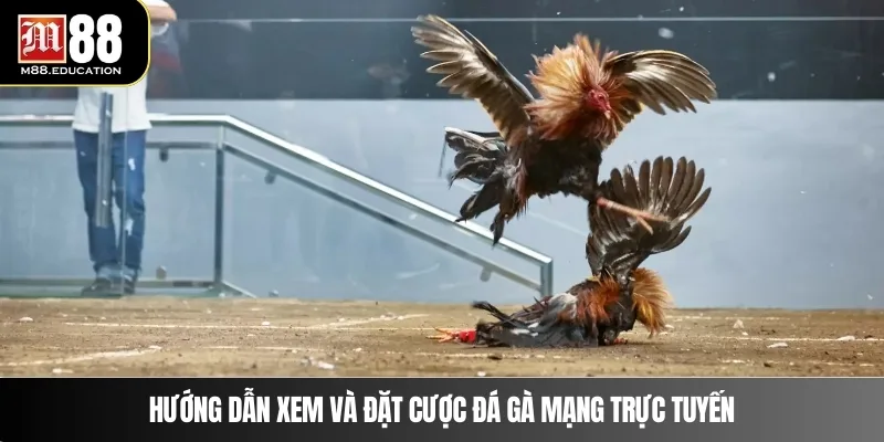 Đá Gà Mạng Trực Tuyến – Trải Nghiệm Đỉnh Cao Cùng M88 4 Hướng dẫn xem và đặt cược đá gà mạng trực tuyến