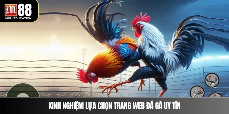 Trang Web Đá Gà Online - Trải Nghiệm Đấu Trường Kịch Tính 4 Kinh nghiệm lựa chọn trang web đá gà uy tín